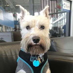 Meet your Posher, Frank